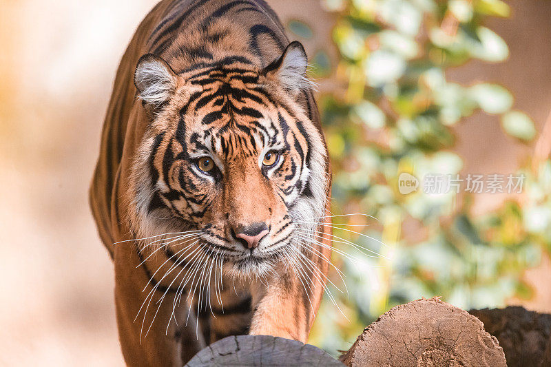 孟加拉虎(Panthera tigris tigris)在树上，野生动物拍摄